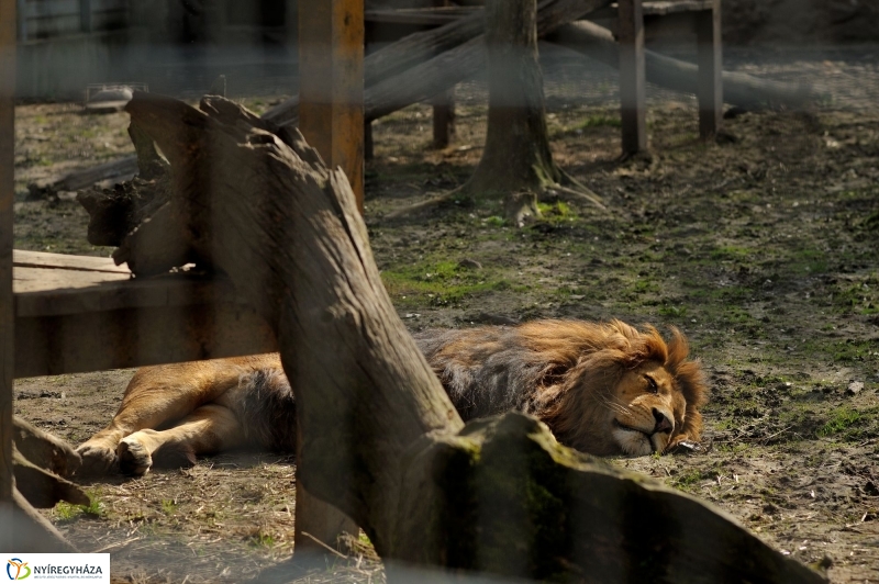 A tavasz érkezése az Állatparkban