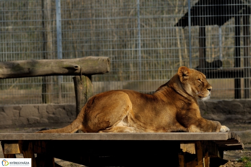 A tavasz érkezése az Állatparkban