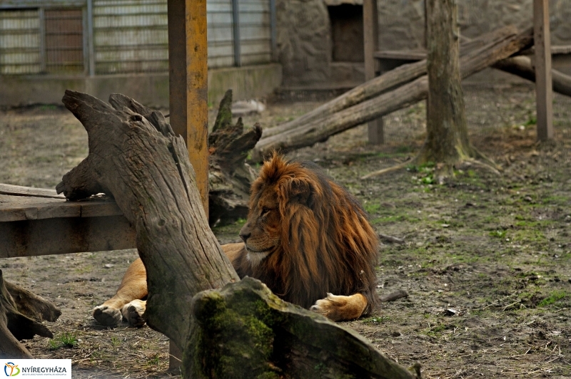 A tavasz érkezése az Állatparkban