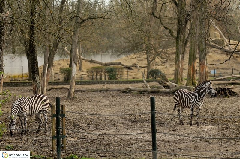 A tavasz érkezése az Állatparkban