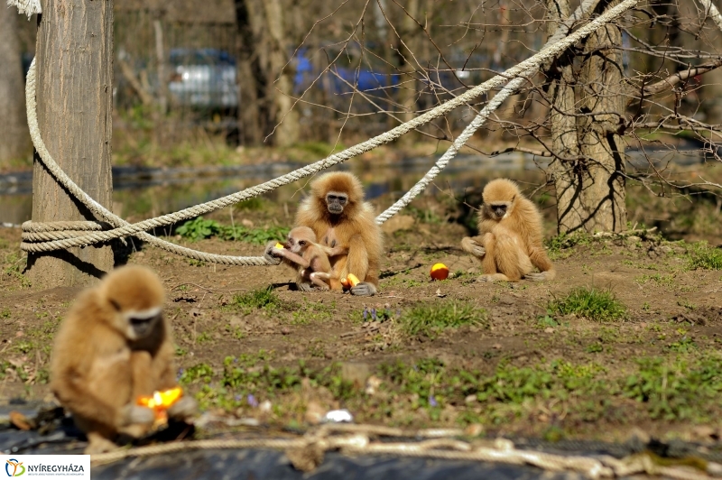 A tavasz érkezése az Állatparkban