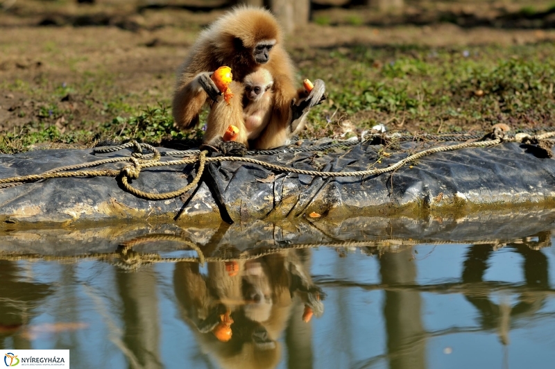 A tavasz érkezése az Állatparkban
