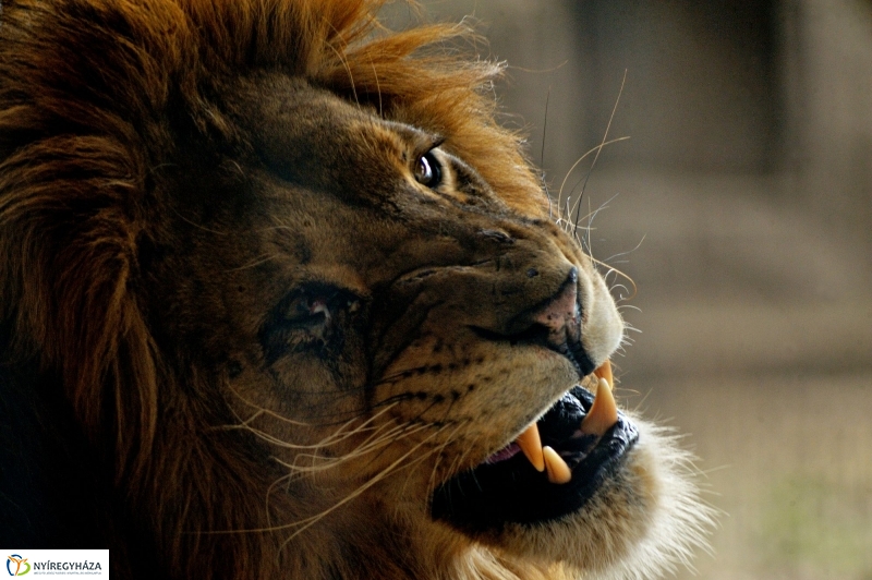 A tavasz érkezése az Állatparkban