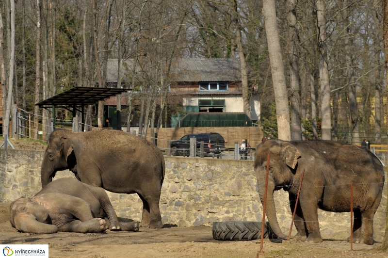 A tavasz érkezése az Állatparkban