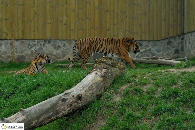 A tavasz érkezése az Állatparkban