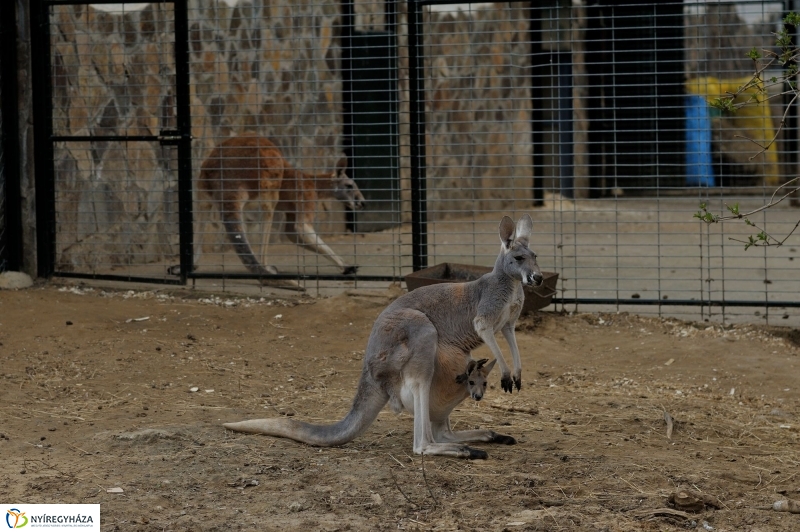 A tavasz érkezése az Állatparkban