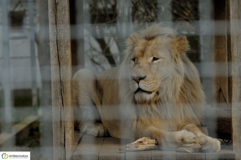 A tavasz érkezése az Állatparkban