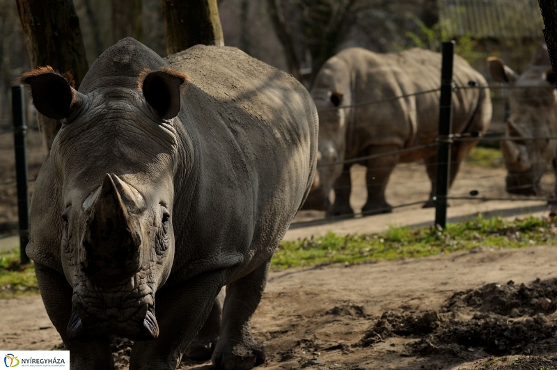 A tavasz érkezése az Állatparkban