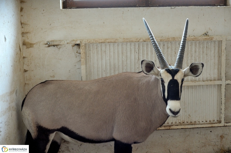 Ritka antilop született az Állatparkban
