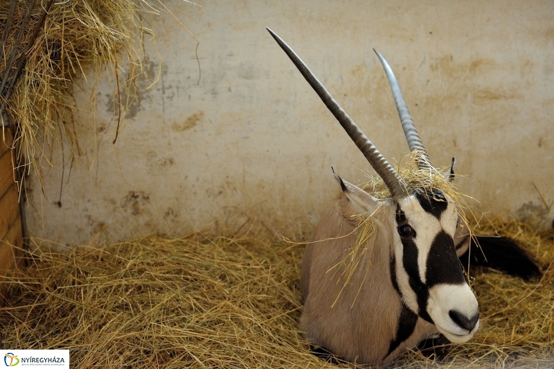 Ritka antilop született az Állatparkban