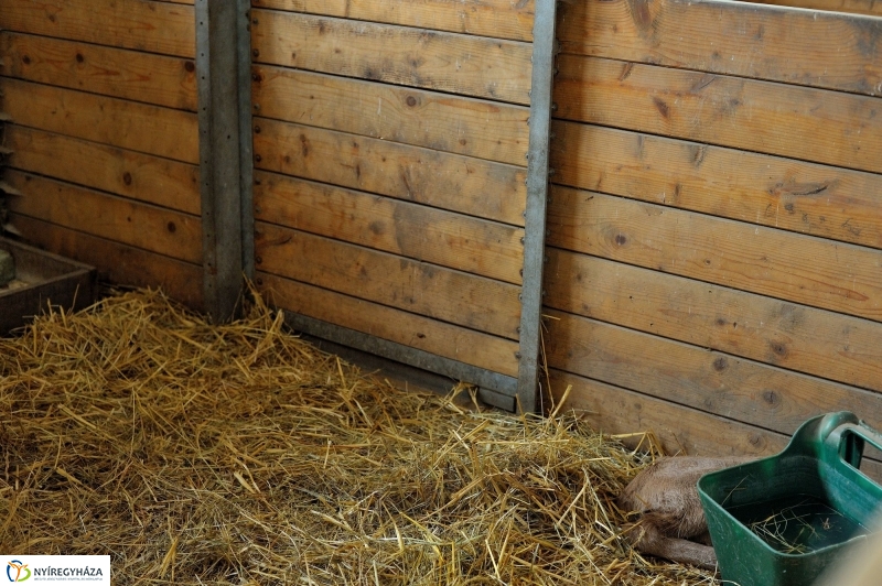 Ritka antilop született az Állatparkban