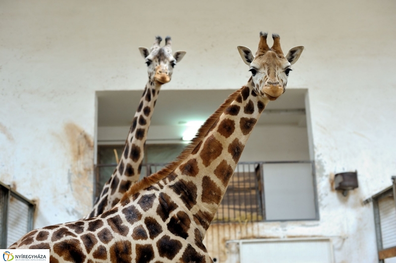 Ritka antilop született az Állatparkban