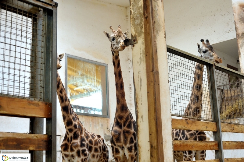 Ritka antilop született az Állatparkban