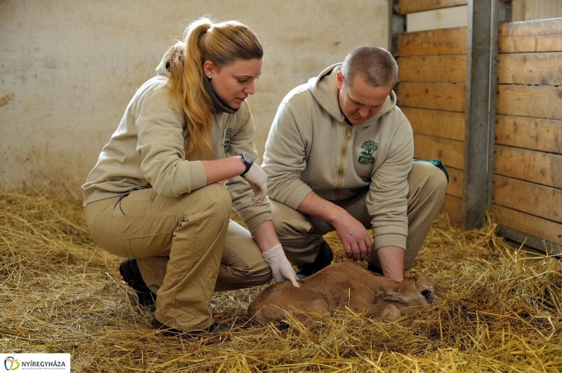 Ritka antilop született az Állatparkban