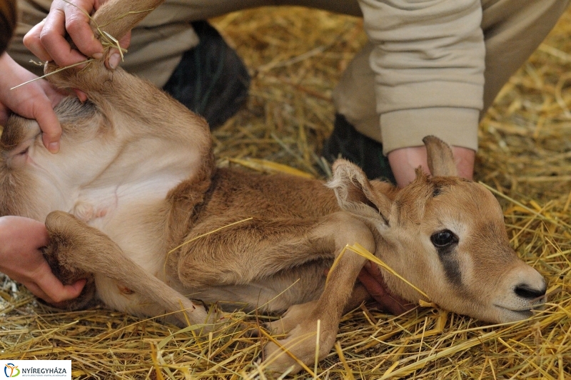 Ritka antilop született az Állatparkban