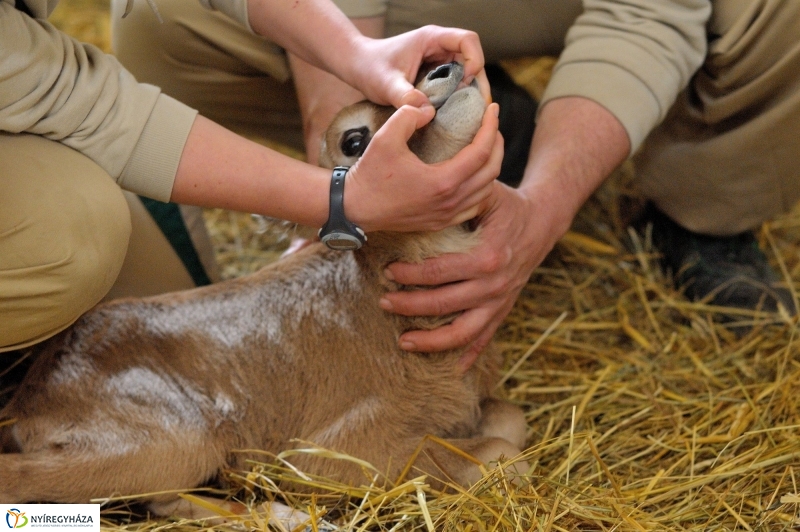 Ritka antilop született az Állatparkban