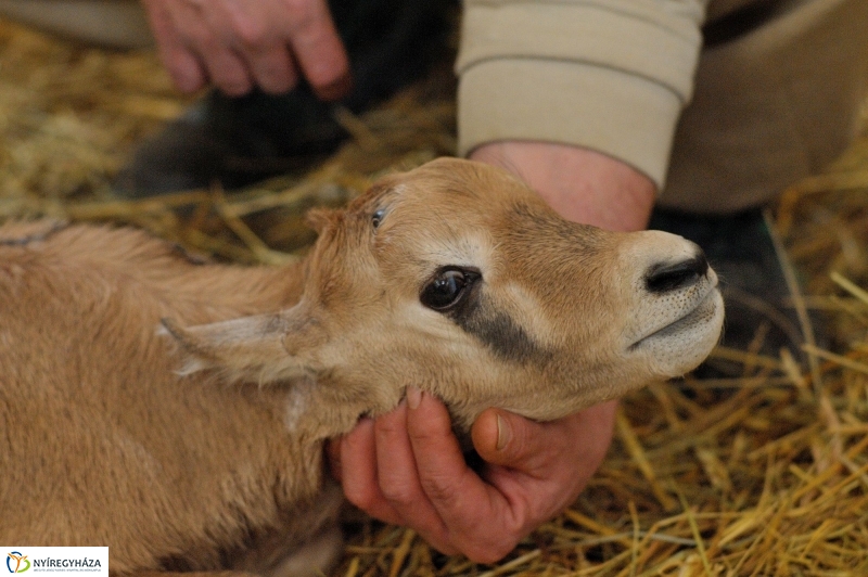 Ritka antilop született az Állatparkban