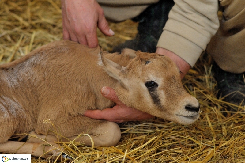 Ritka antilop született az Állatparkban