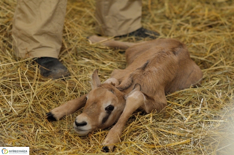 Ritka antilop született az Állatparkban