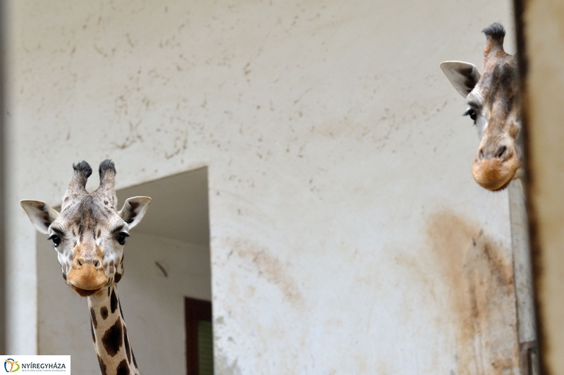 Ritka antilop született az Állatparkban