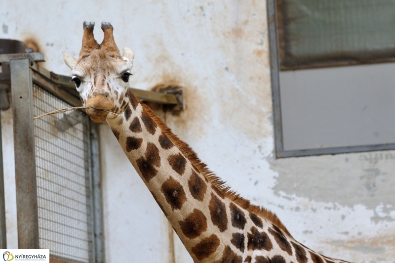 Ritka antilop született az Állatparkban
