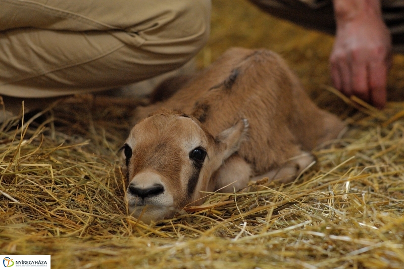 Ritka antilop született az Állatparkban