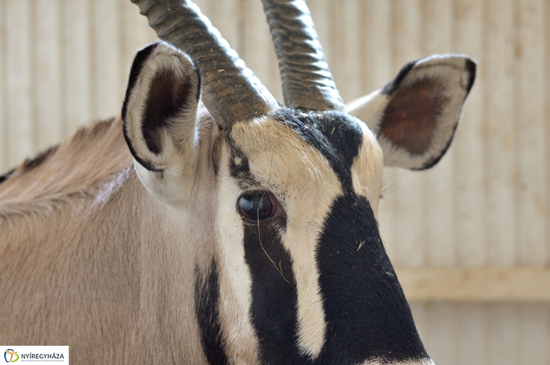 Ritka antilop született az Állatparkban