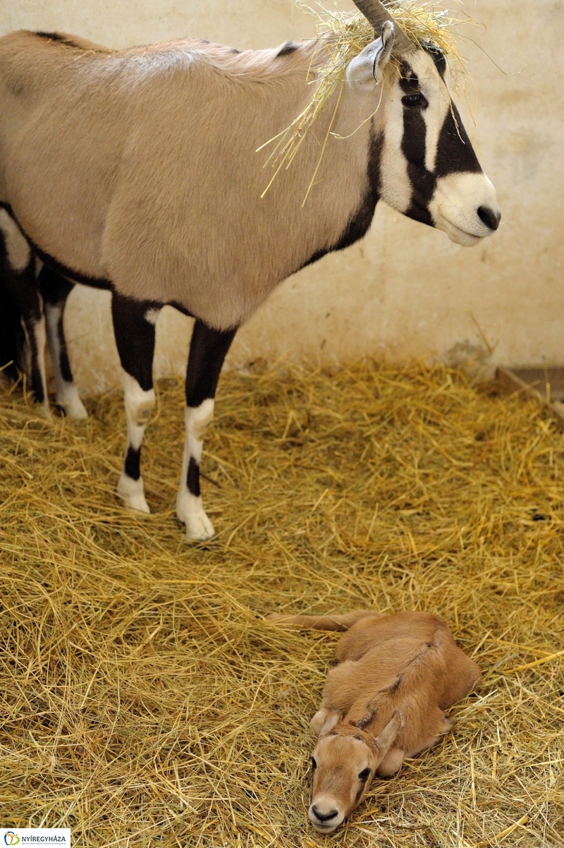 Ritka antilop született az Állatparkban