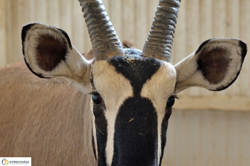 Ritka antilop született az Állatparkban