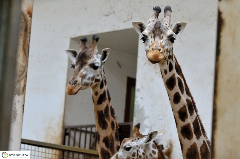 Ritka antilop született az Állatparkban