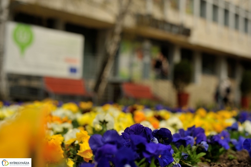 Tavaszi virágzás a belvárosban