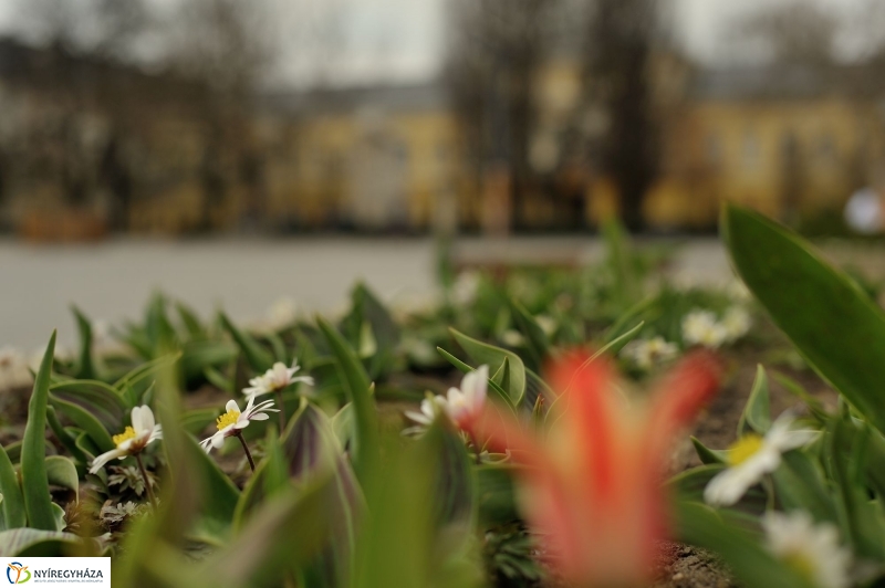 Tavaszi virágzás a belvárosban