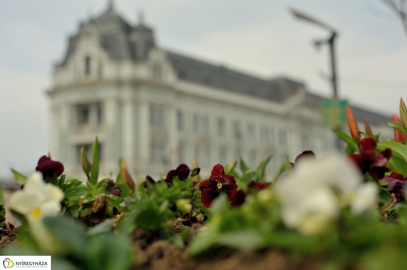 Tavaszi virágzás a belvárosban