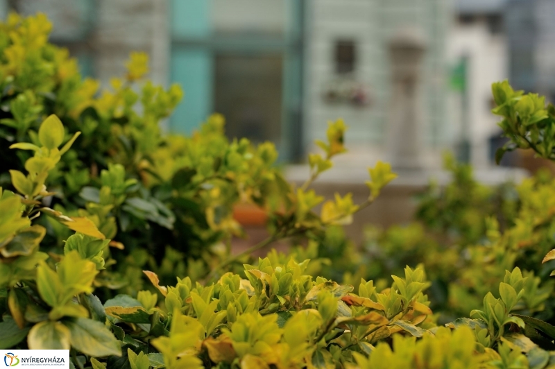 Tavaszi virágzás a belvárosban