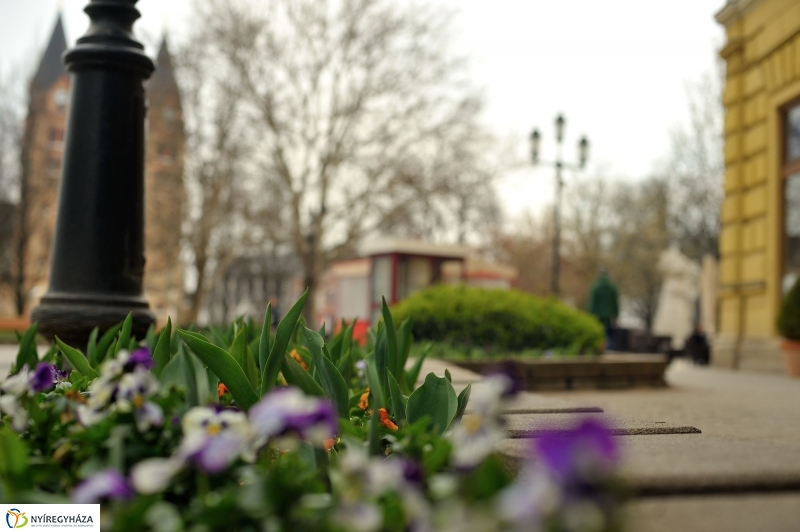 Tavaszi virágzás a belvárosban