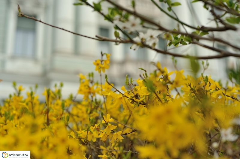 Tavaszi virágzás a belvárosban