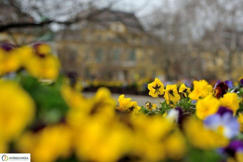 Tavaszi virágzás a belvárosban