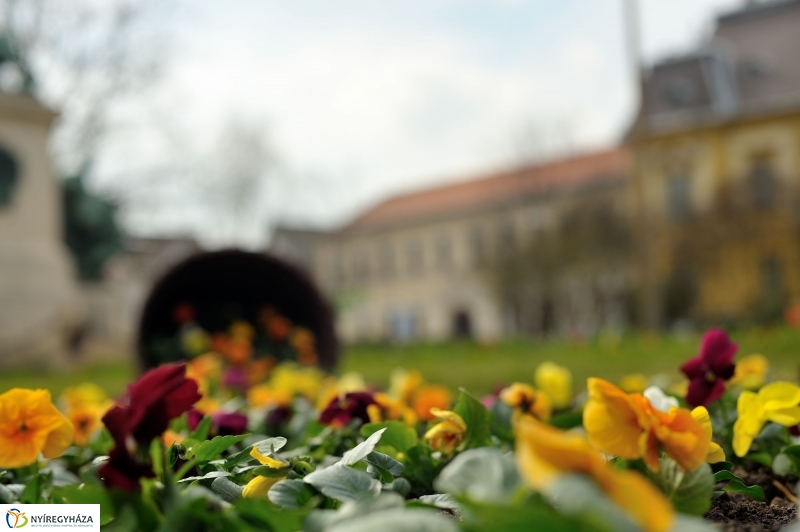 Tavaszi virágzás a belvárosban