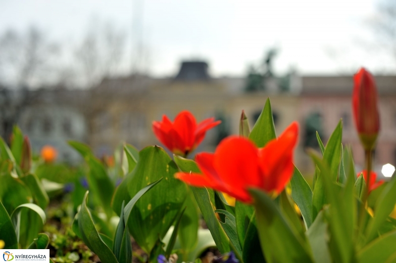 Tavaszi virágzás a belvárosban