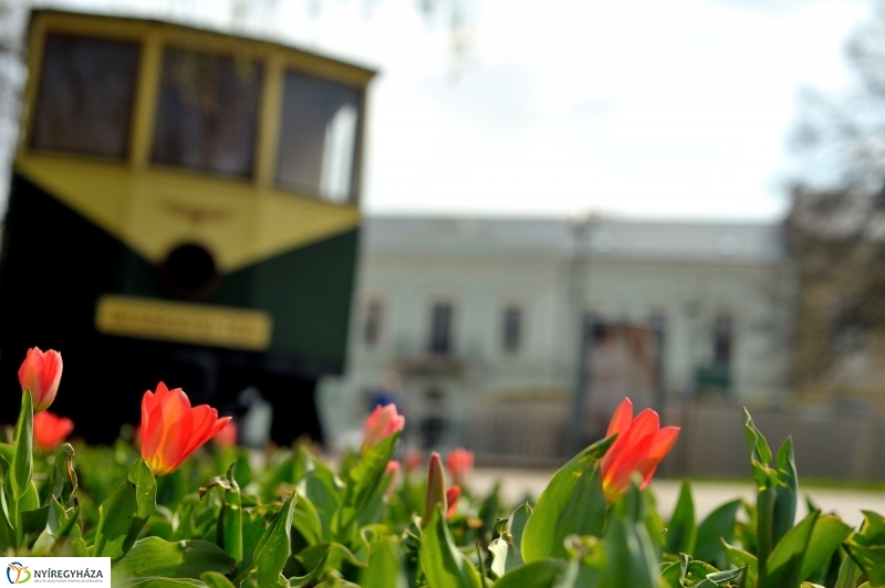 Tavaszi virágzás a belvárosban