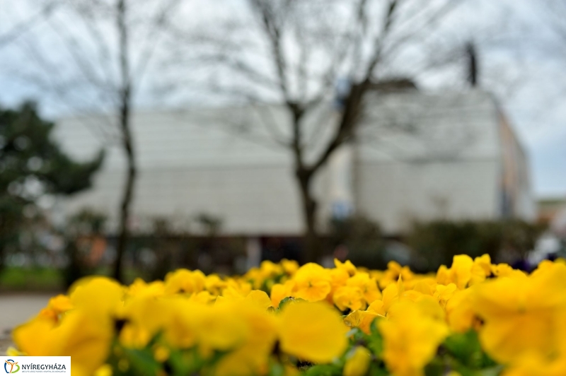 Tavaszi virágzás a belvárosban