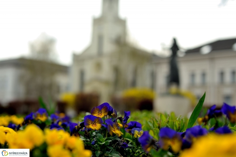 Tavaszi virágzás a belvárosban