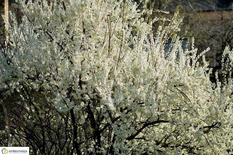 Tavaszi virágzás a belvárosban