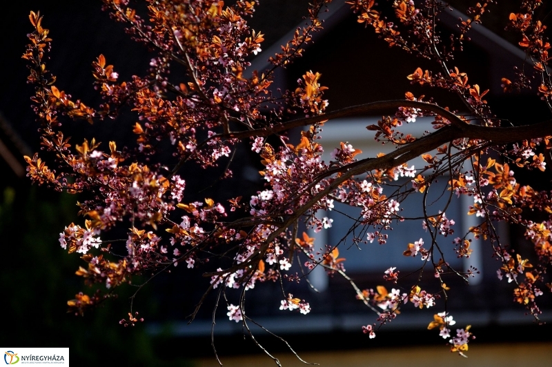 Tavaszi virágzás a belvárosban