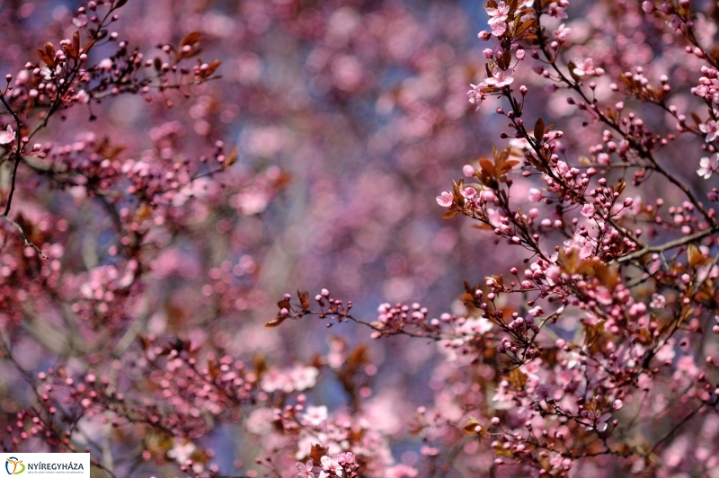 Tavaszi virágzás a belvárosban