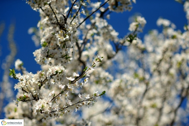 Tavaszi virágzás a belvárosban