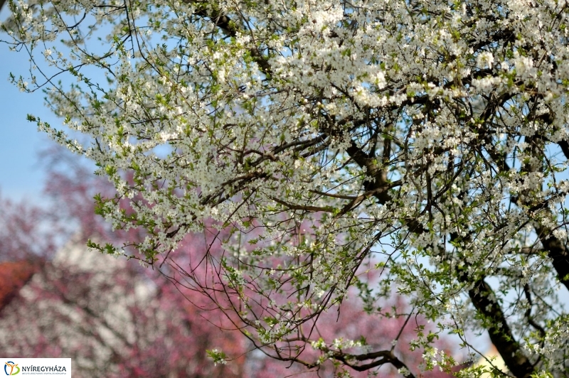 Tavaszi virágzás a belvárosban