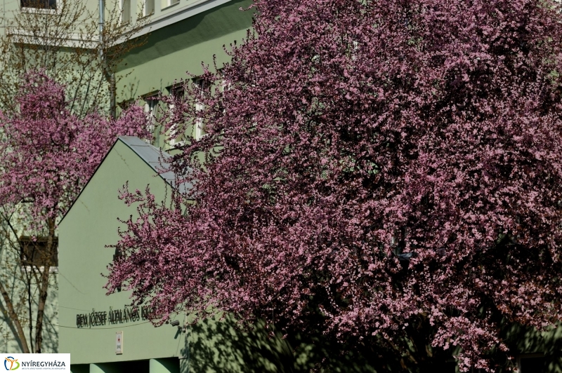 Tavaszi virágzás a belvárosban