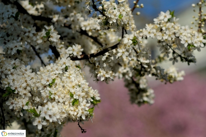 Tavaszi virágzás a belvárosban