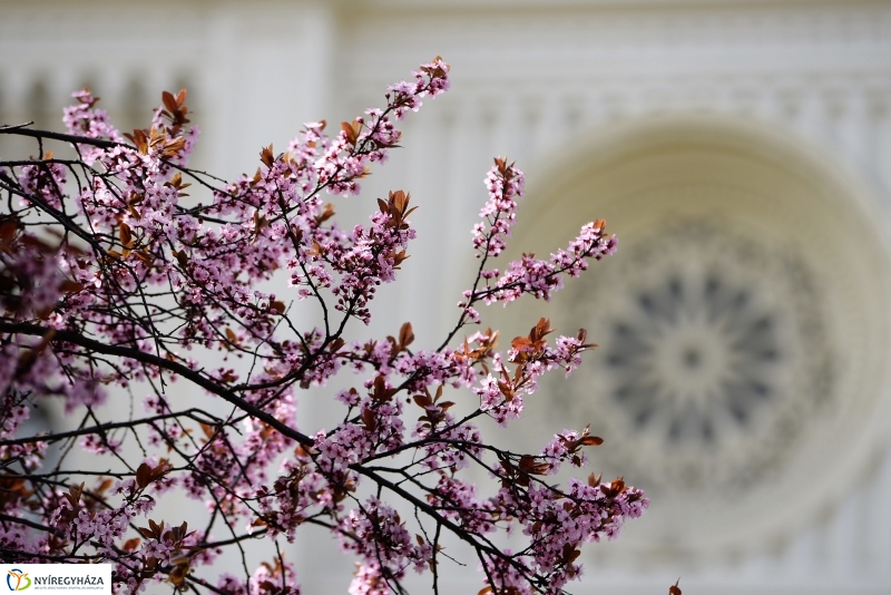 Vasárnapi virágos belváros